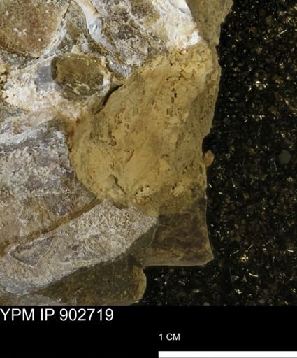 Baculites sp.