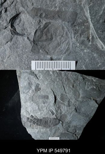 Eurypterus pittsfordensis