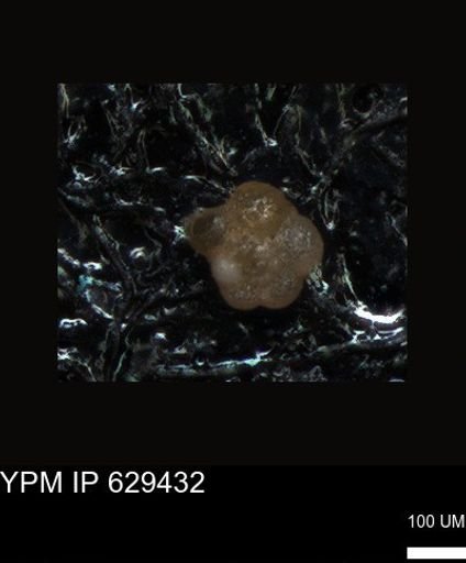 undet. Foraminiferida