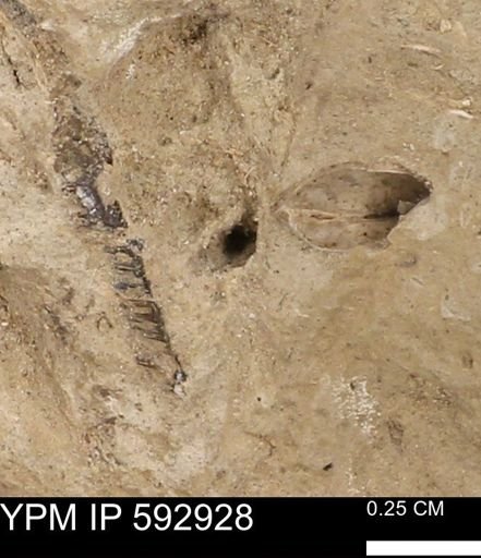 undet. Mollusca