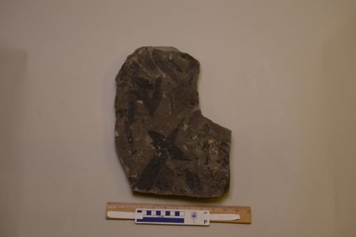 Glossopteris browniana