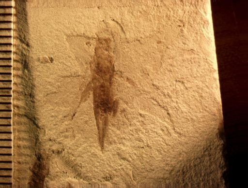 undet. Caelifera