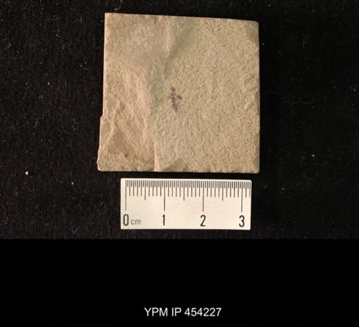 undet. Staphylinidae