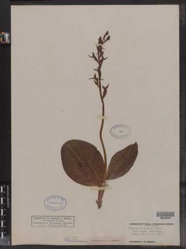 Habenaria