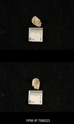 undet. Brachiopoda