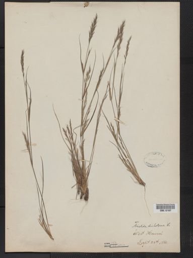 Aristida dichotoma