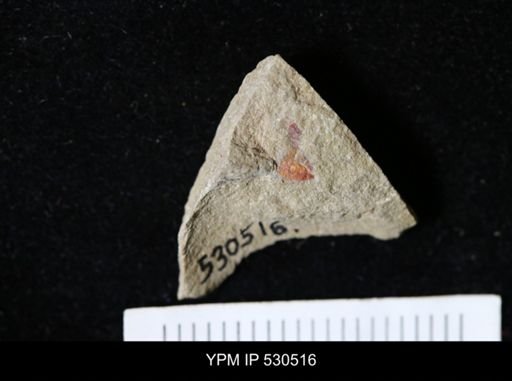 Xiphosurida?