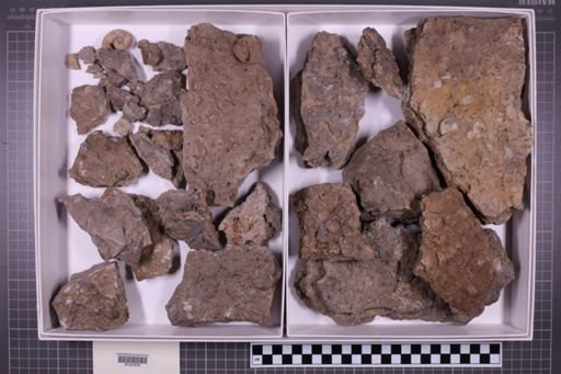 mixed taxa, stratigraphic collection