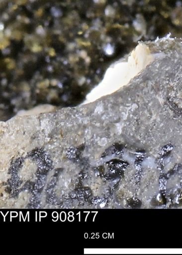 undet. Mollusca