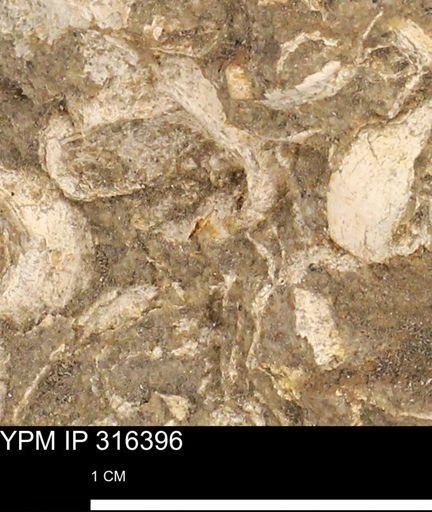 undet. Mollusca