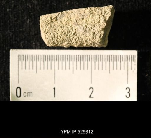 Pseudorthoceras knoxense