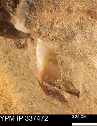 undet. Mollusca