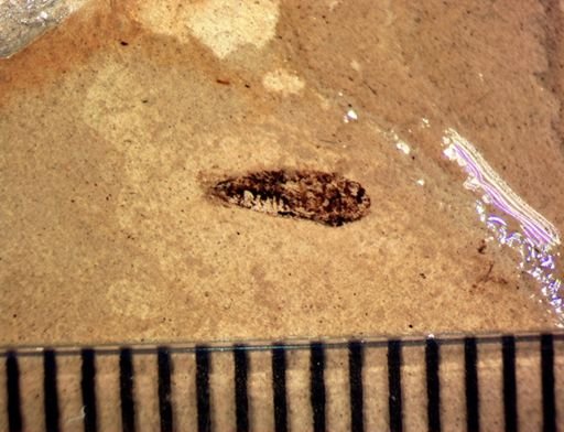 undet. Cicadellinae