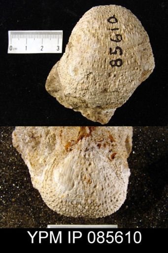 Juresania ovalis?