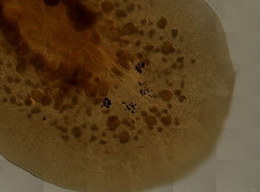 Pleioplana atomata