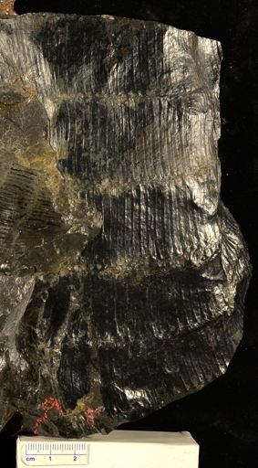 Calamites sp.