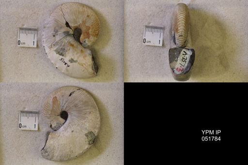 Hoploscaphites nicolletii