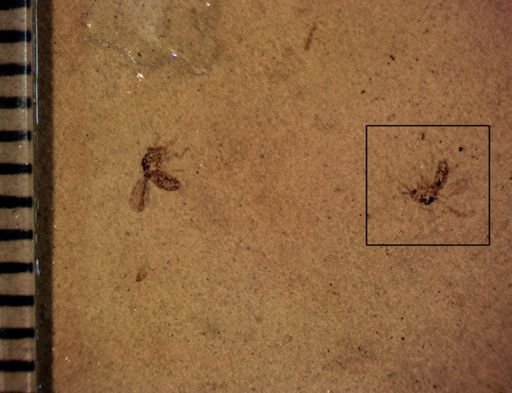undet. Diptera