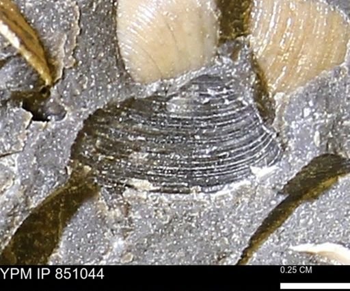 Limopsis striatopunctatus