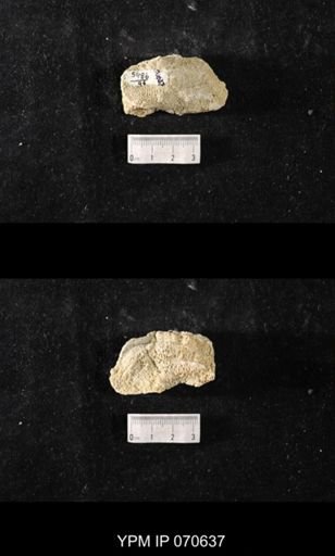 Favosites louisvillensis