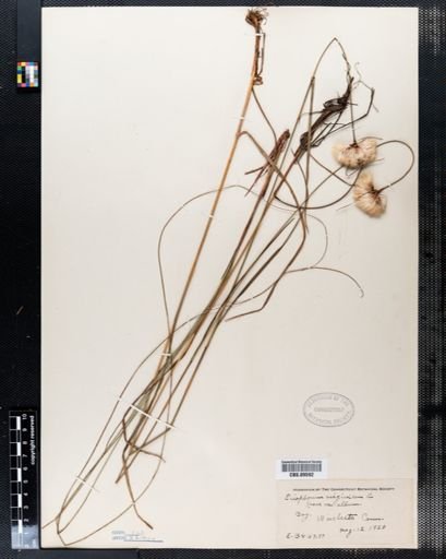 Eriophorum virginicum