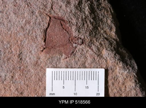 Thoralicystis sp.