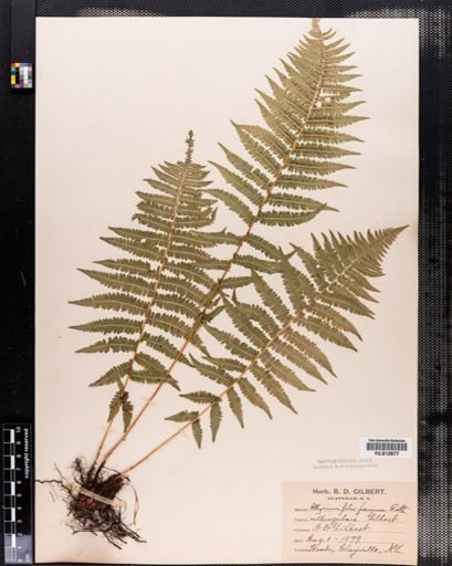 Plantae
