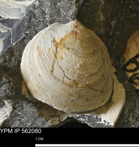 Limopsis sp.