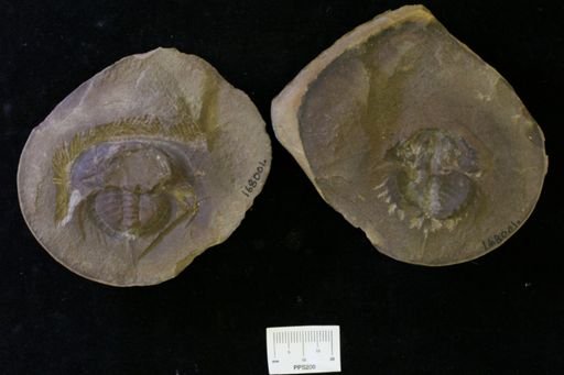 Euproops danae