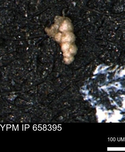 Verneuilinoides kansasensis