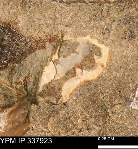 undet. Mollusca