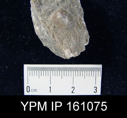 Rhipidomella uberis
