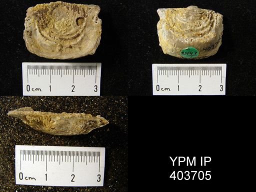 Leptaena rhomboidalis