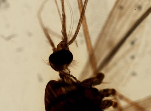 Anopheles