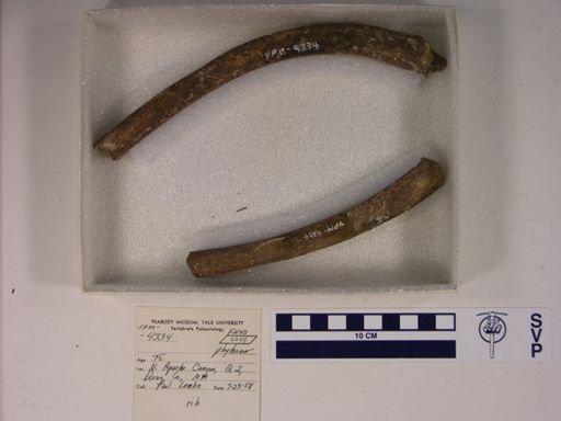Parasuchidae