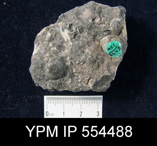 undet. Brachiopoda
