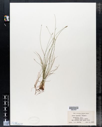 Carex leptalea