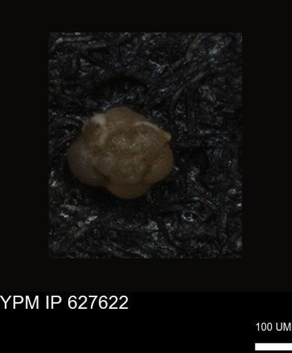 undet. Foraminiferida