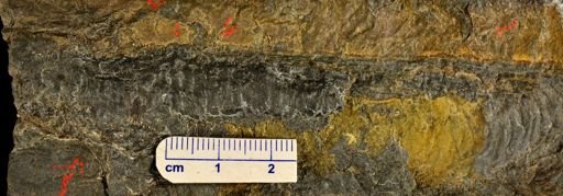 Drepanophycus sp.