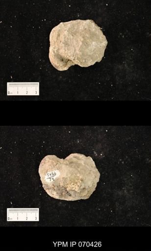 Heliolites nucella