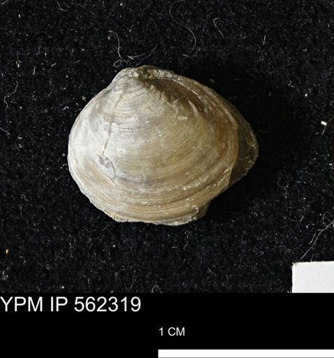 Limopsis striatopunctatus