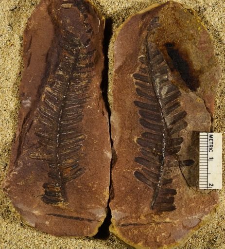Pecopteris