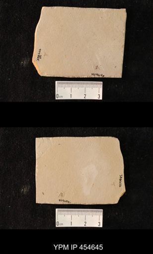 undet. Hymenoptera
