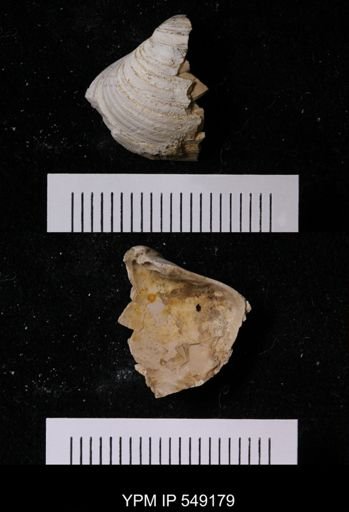 undet. Bivalvia