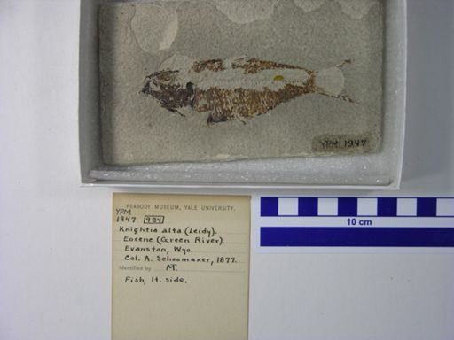 Knightia alta