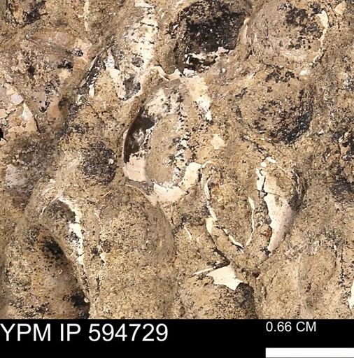 Protocardia sp.