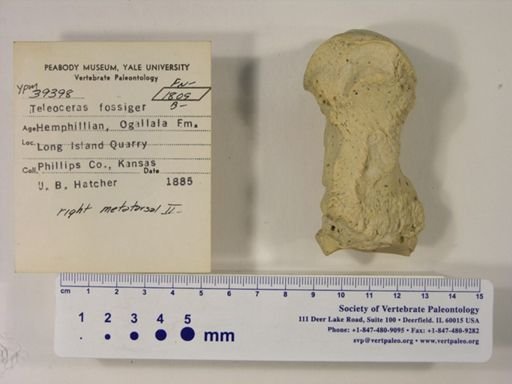 Teleoceras fossiger