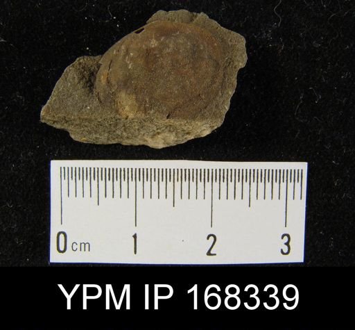 Craniella hamiltoniae