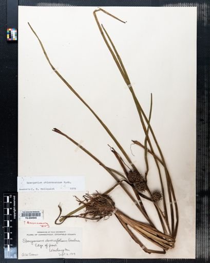 Sparganium chlorocarpum