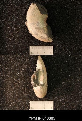 Hoploscaphites nicolletii